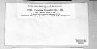 Puccinia absinthii image